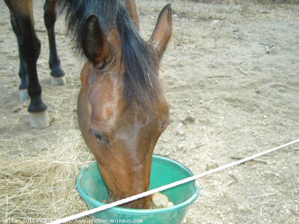 Photo de Races diffrentes