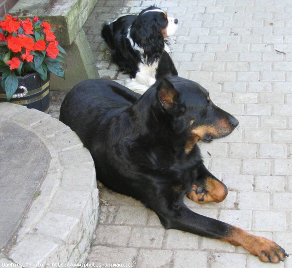 Photo de Cavalier king charles spaniel