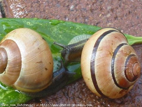 Photo d'Escargot