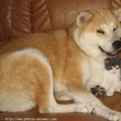 Photo d'Akita inu