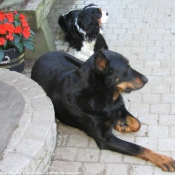 Photo de Cavalier king charles spaniel