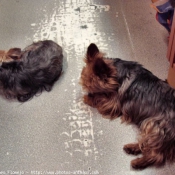 Photo de Yorkshire terrier