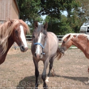 Photo de Races diffrentes