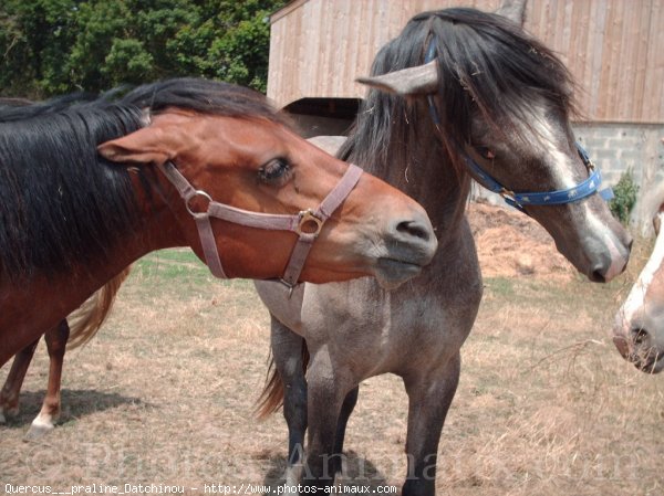 Photo de Races diffrentes