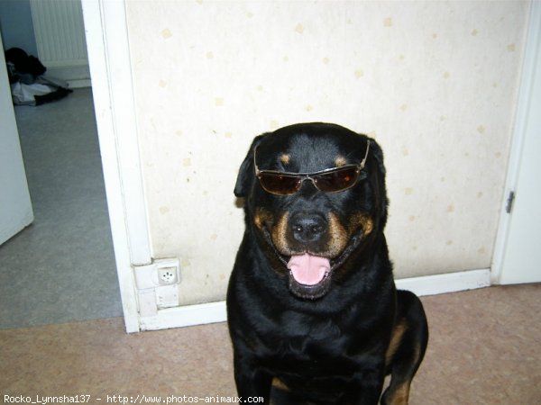 Photo de Rottweiler