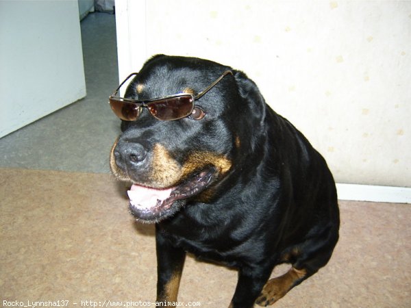 Photo de Rottweiler