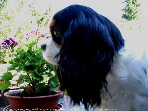 Photo de Cavalier king charles spaniel