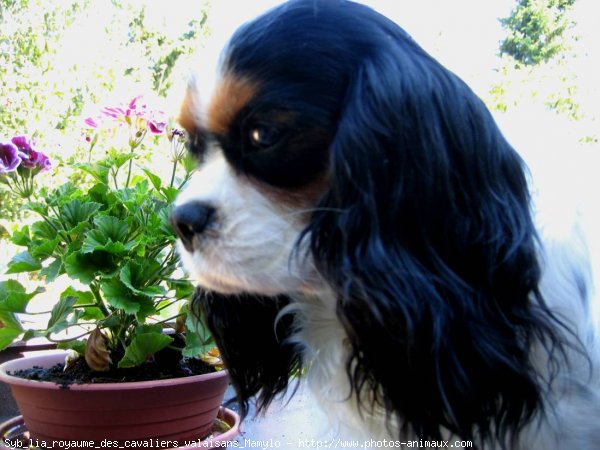 Photo de Cavalier king charles spaniel