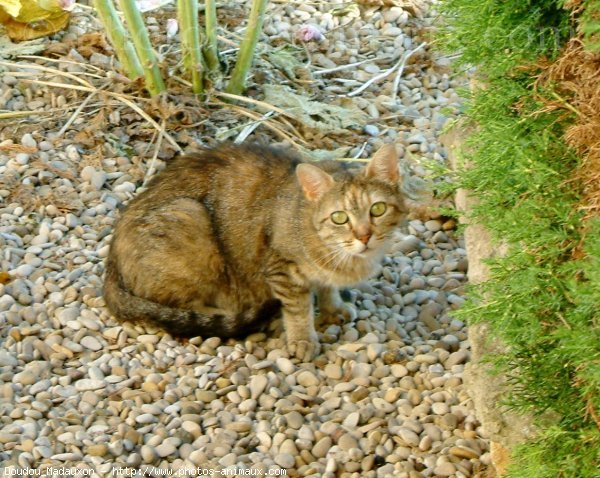 Photo de Croisement