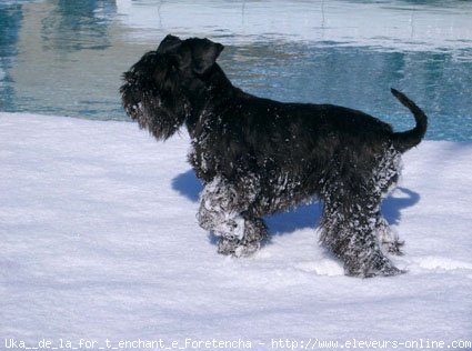 Photo de Schnauzer nain