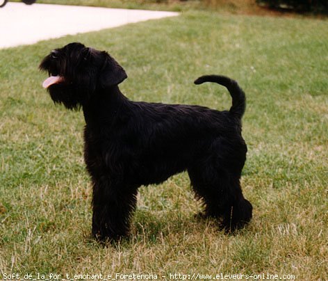 Photo de Schnauzer nain