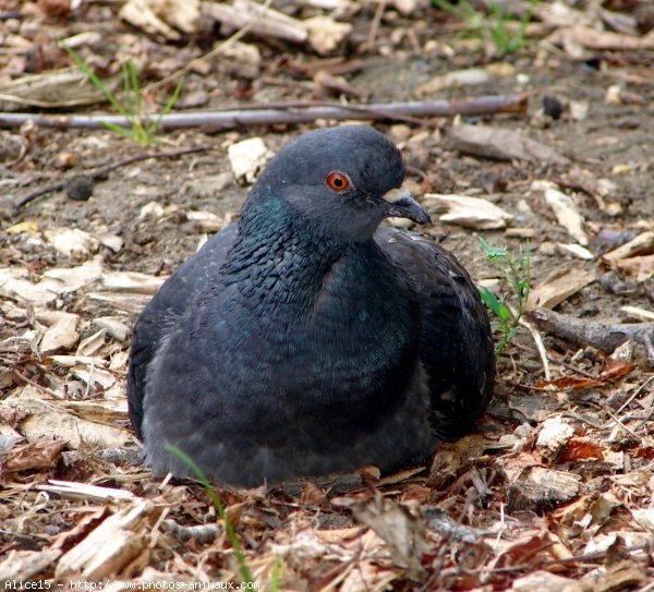 Photo de Pigeon