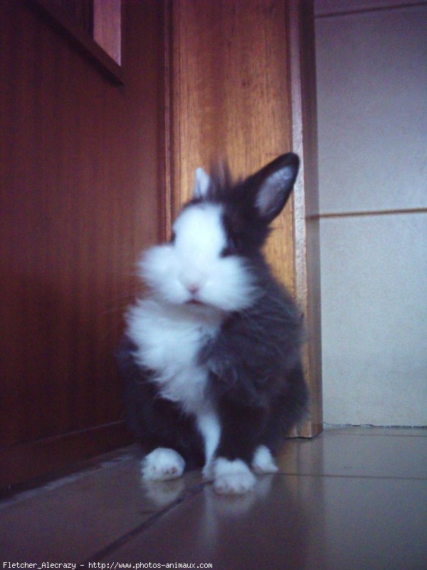 Photo de Lapin