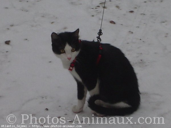 Photo de Chat domestique