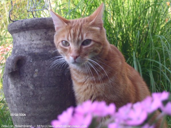 Photo de Chat domestique