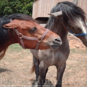 Photo de Races diffrentes