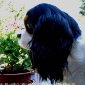 Photo de Cavalier king charles spaniel