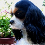 Photo de Cavalier king charles spaniel