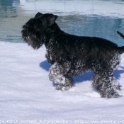 Photo de Schnauzer nain