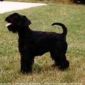 Photo de Schnauzer nain