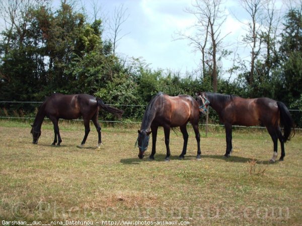 Photo de Races diffrentes