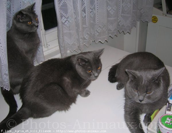 Photo de Chartreux