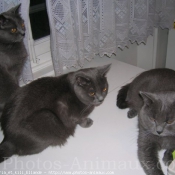 Photo de Chartreux