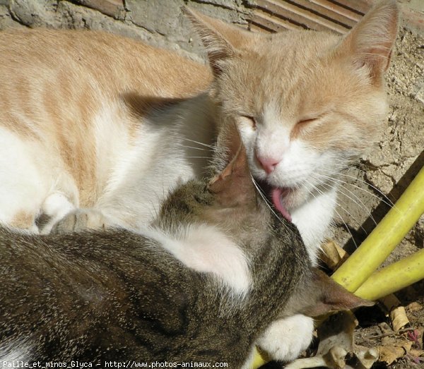 Photo de Chat domestique