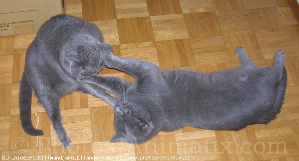 Photo de Chartreux