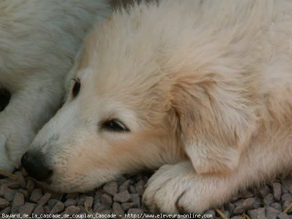 Photo de Chien de montagne des pyrnes