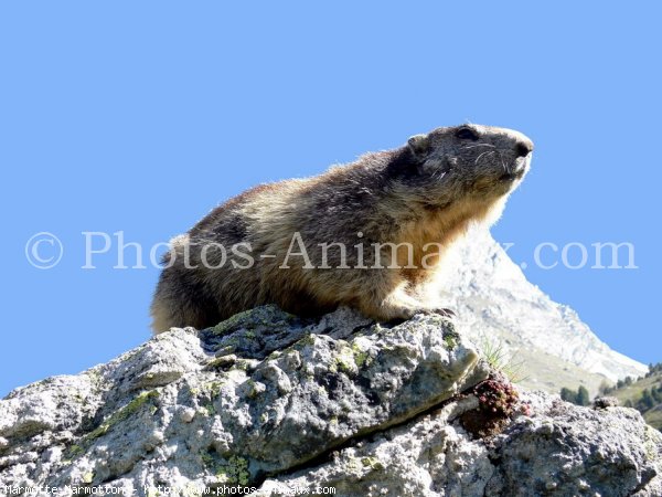 Photo de Marmotte