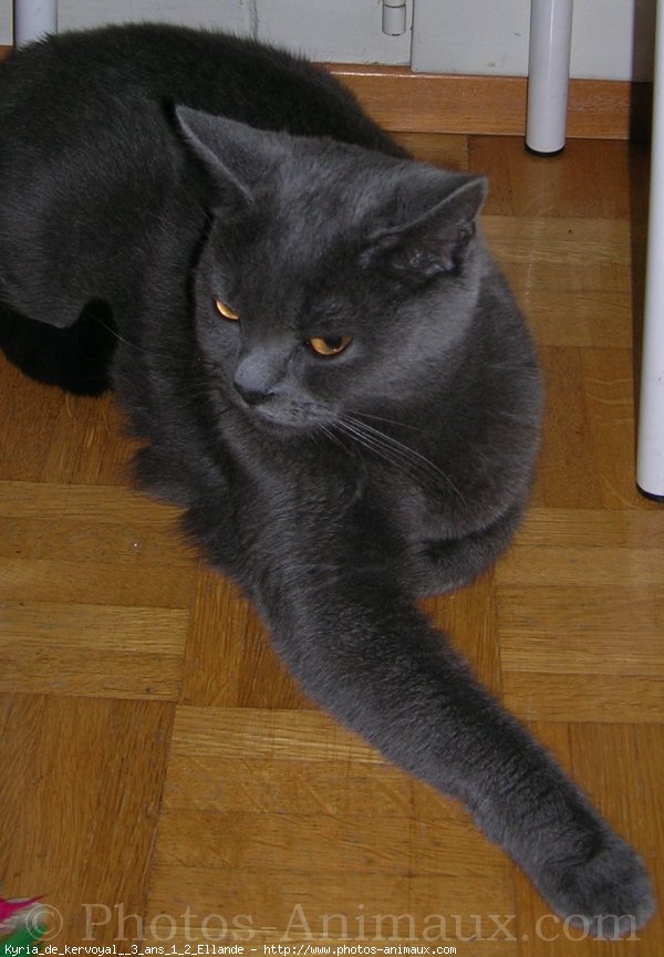 Photo de Chartreux