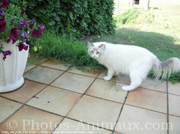 Photo de Ragdoll