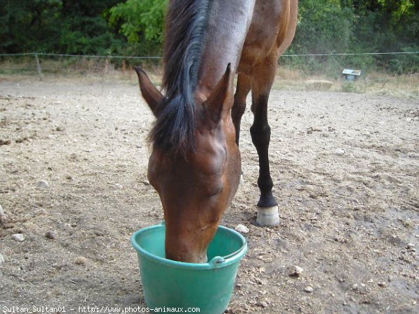 Photo de Races diffrentes