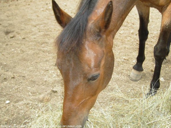 Photo de Races diffrentes