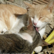 Photo de Chat domestique