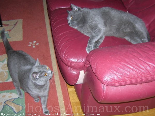 Photo de Chartreux