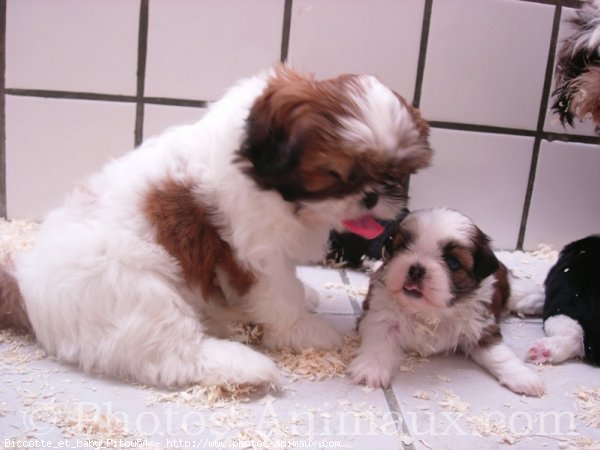 Photo de Shih tzu