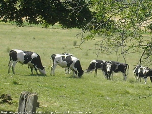 Photo de Vache