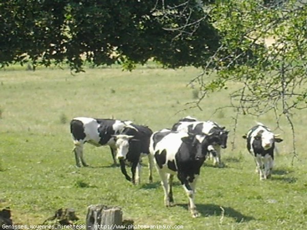 Photo de Vache