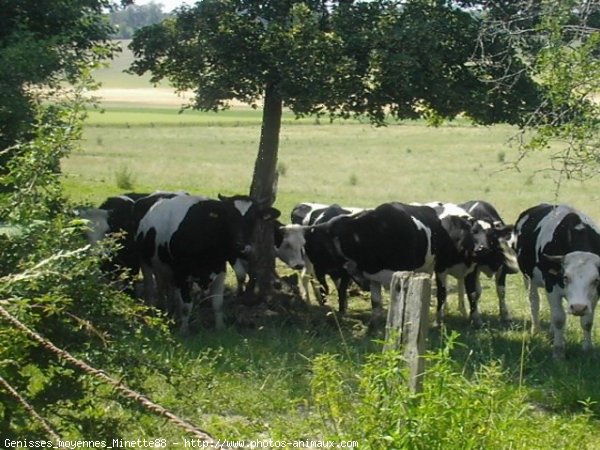 Photo de Vache