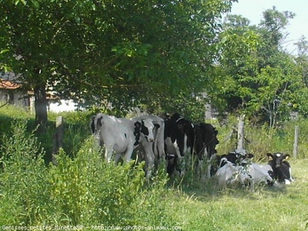 Photo de Vache