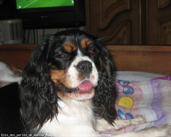 Photo de Cavalier king charles spaniel