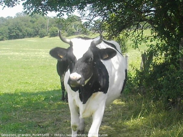 Photo de Vache