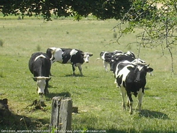 Photo de Vache