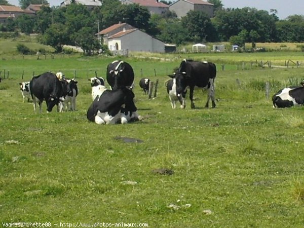 Photo de Vache