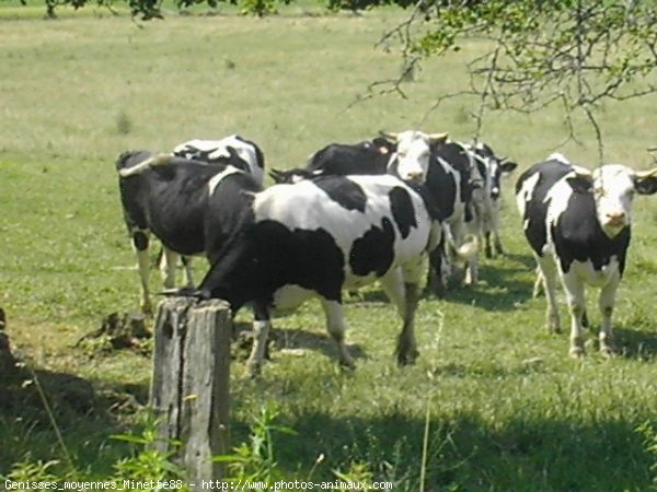 Photo de Vache