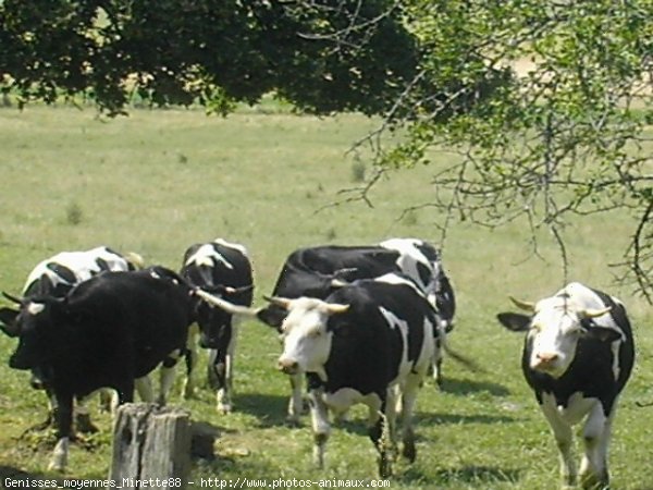 Photo de Vache