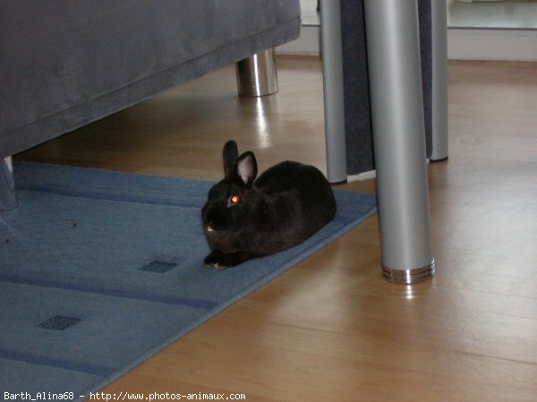 Photo de Lapin