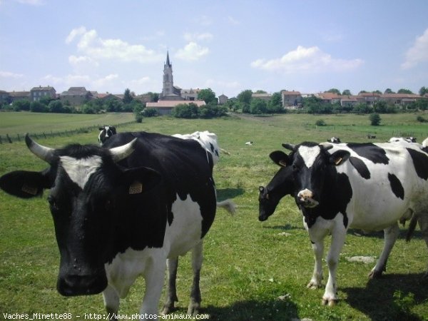 Photo de Vache